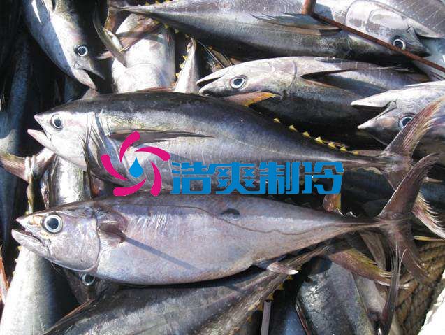 浩爽制冷，海鮮冷凍庫(kù)