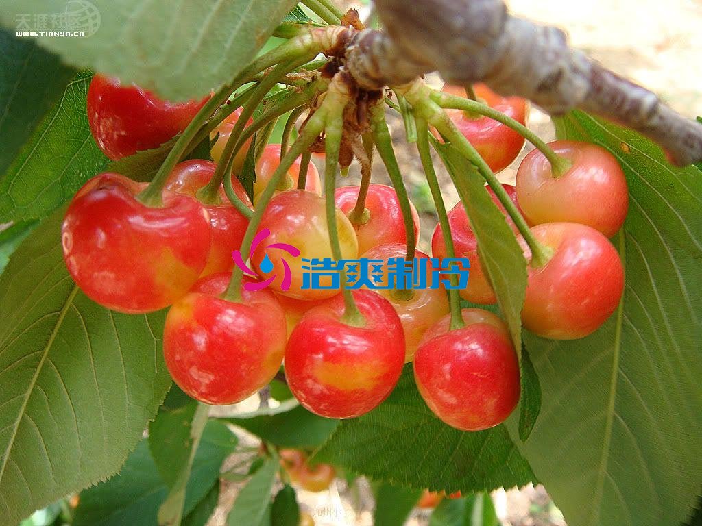 浩爽制冷，氣調(diào)庫(kù)，普通冷藏庫(kù)